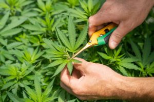 crystalweed-cannabis-uIfWqKSiHBE-unsplash